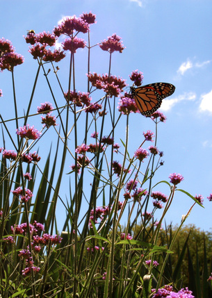 Picture of a monarch butterfly feeding on a milkweed (butterfly weed) flower in Algonquin Park, Ontario, Canada. Part of the 2011 Summer Photo Challenge gallery. © 2011, FreePhotoCourse.com, all rights reserved.  