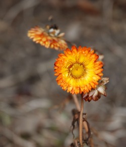 Strawflower picture. Visit www.FreePhotoCourse.com for our Contributor's Photo Gallery, Free Photo Tips & Lessons and more.