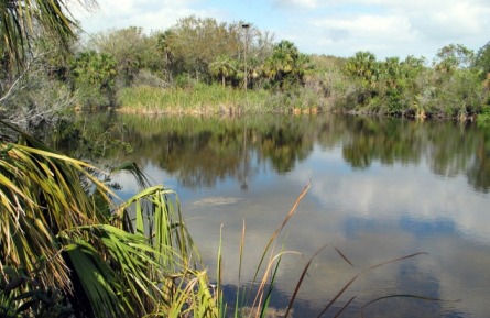 Merritt Island National Wildlife Refuge. Picture of reflecting pond, palm trees, swampy area.