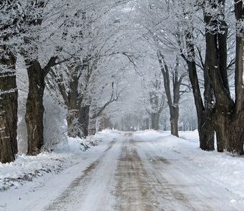 Picture of a snow-covered country lane flanked by mature snow covered trees in Burford, Ontario.  Runner-Up in FreePhotoCourse.com's Winter Magic 2013 Photo Contest. Photo Credit: Pauline MacMillan,© 2013, all rights reserved. 