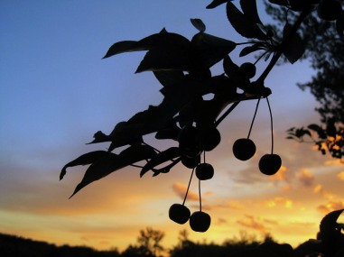 Picture of Crab Apples, Silhouetted against Minnesota Sunset. Visit www.FreePhotoCourse.com if you love photography!