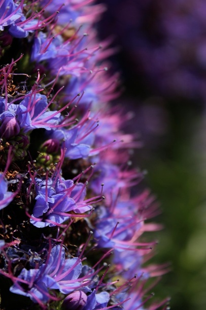 Picture of a bunch of purple flowers in a spring-like outdoor setting.  Beautiul short depth of field in this image, selected to be part of www.FreePhotoCourse.com's Spring 2011 Challenge Online Photo Exhibit. © 2011, all rights reserved.  Photo Credit: Martin Trevena. 